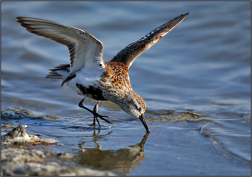 Karakarınlı kumkuşu