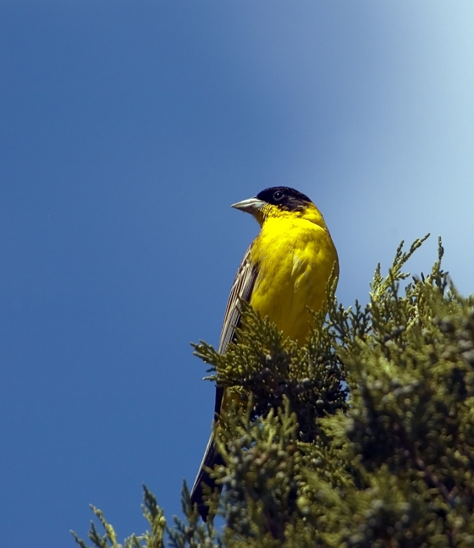 Karabaşlı kirazkuşu