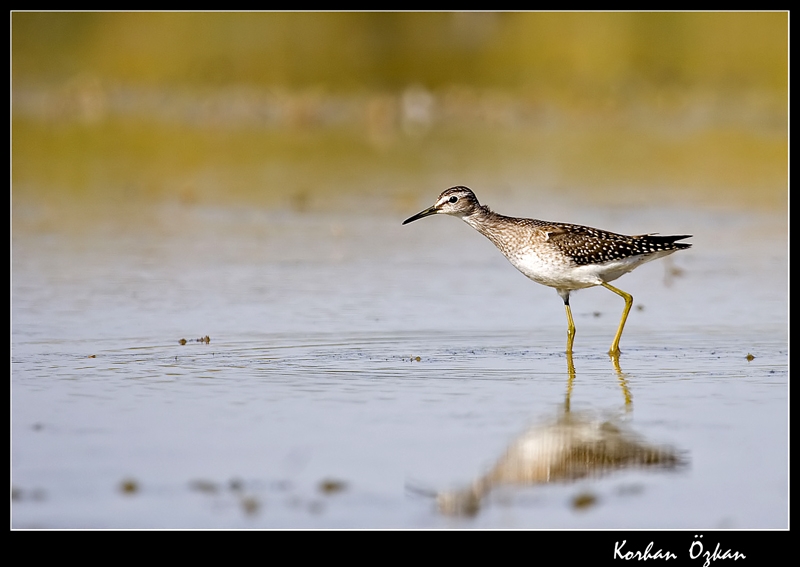 Orman düdükçünü