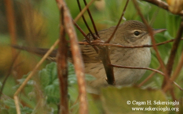 Çekirge kamışçını