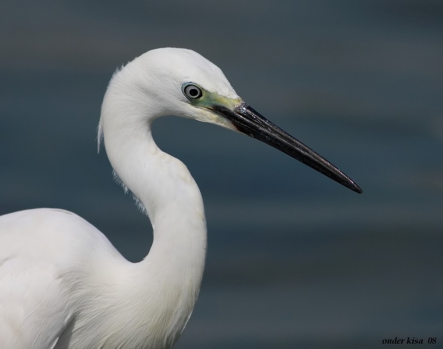 Küçük ak balıkçıl