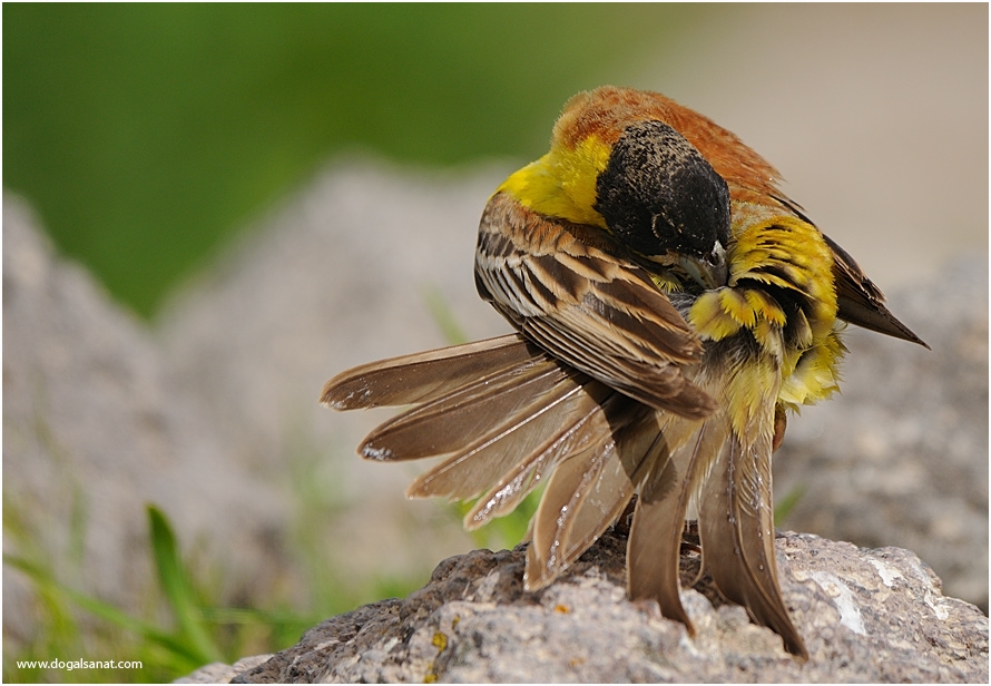 Karabaşlı kirazkuşu