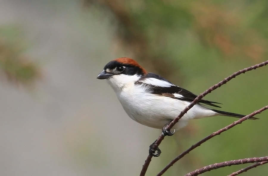 Kızılbaşlı örümcekkuşu