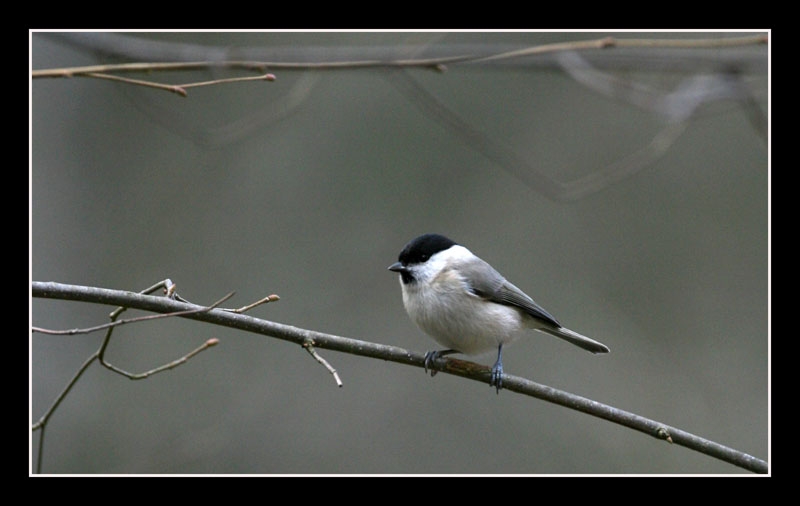 Kayın baştankarası