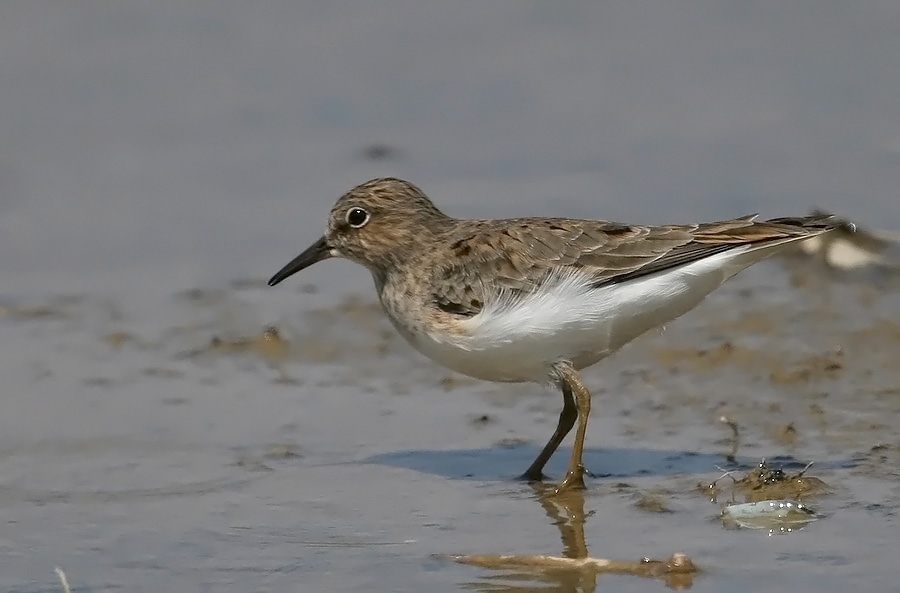 Sarıbacaklı kumkuşu