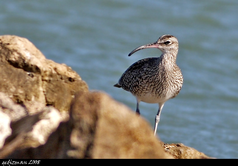 Sürmeli kervançulluğu