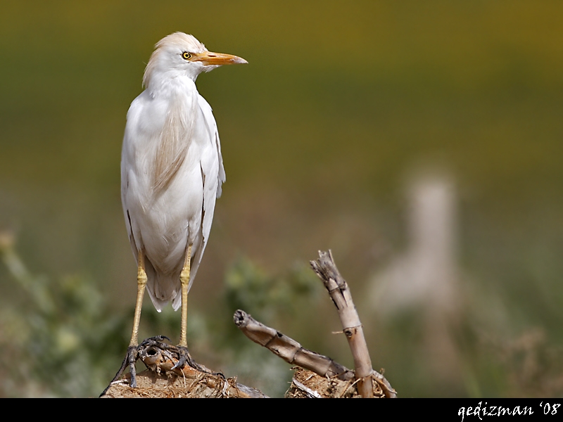 Sığır balıkçılı