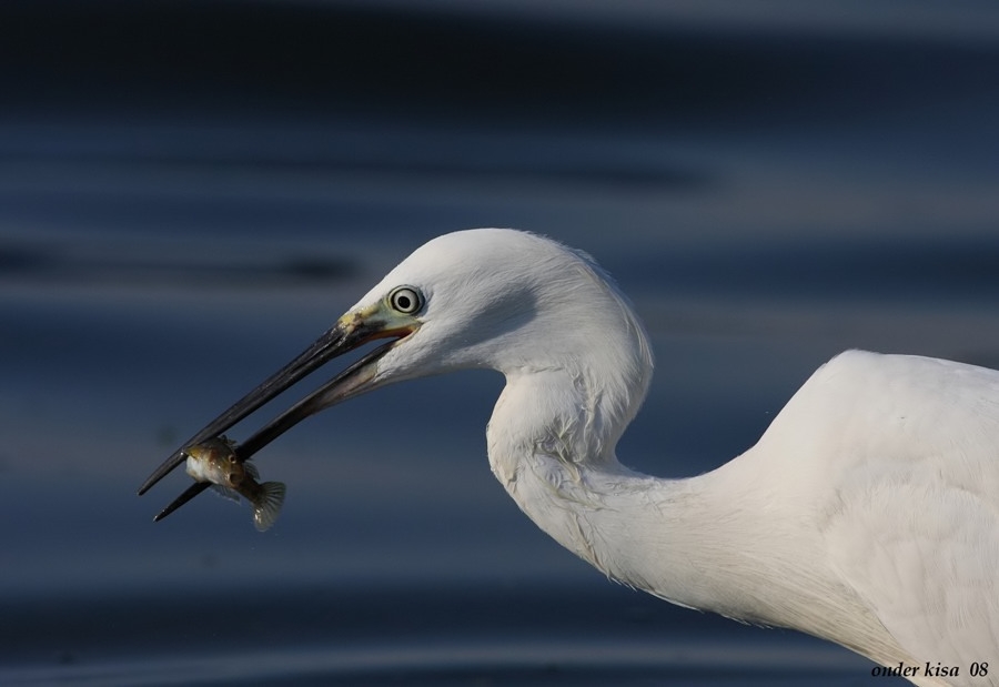Küçük ak balıkçıl