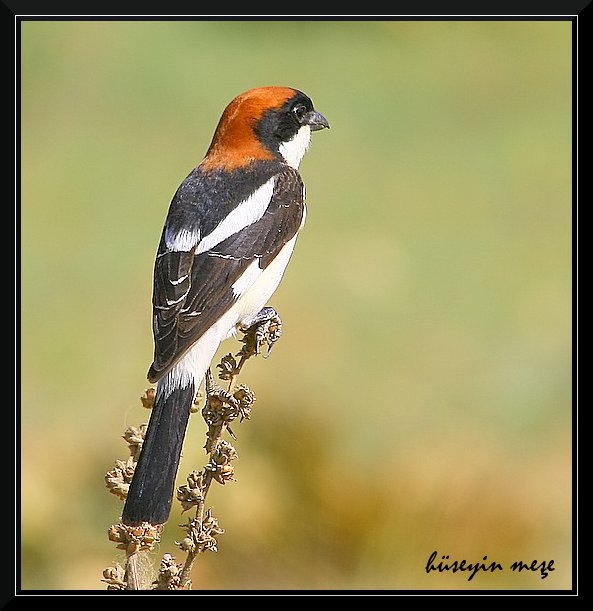 Kızılbaşlı örümcekkuşu