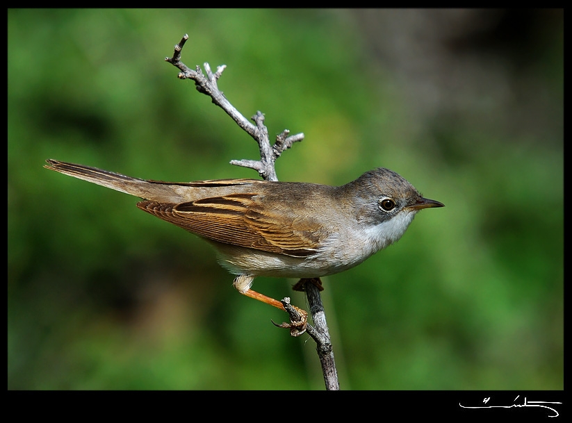 Akgerdanlı ötleğen