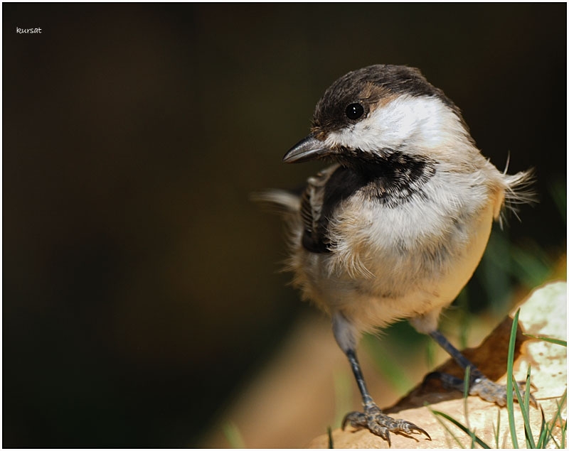 Akyanaklı baştankara