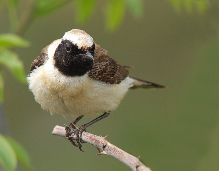 Karakulaklı kuyrukkakan