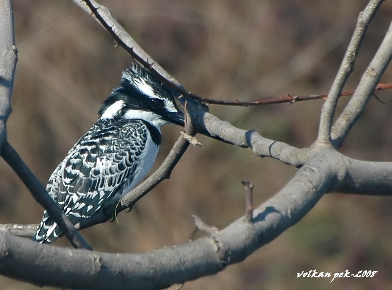 Alaca yalıçapkını