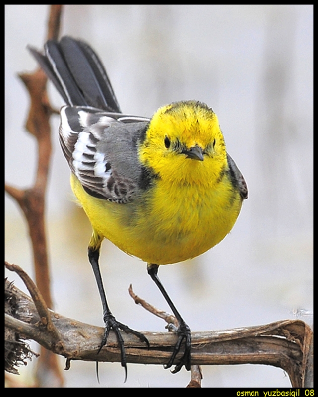 Sarıbaşlı kuyruksallayan