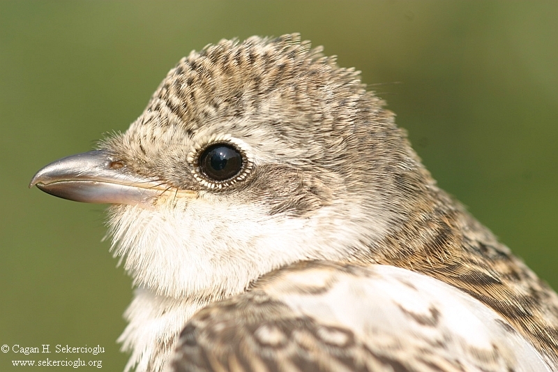 Maskeli örümcekkuşu