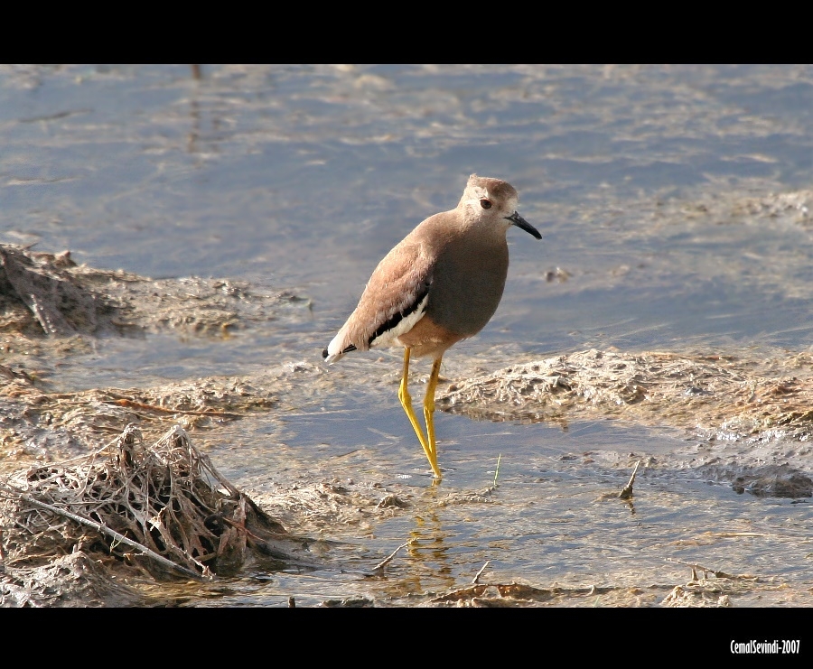 Akkuyruklu kızkuşu