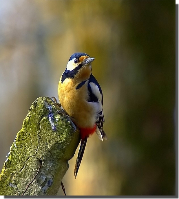 Orman alaca ağaçkakanı