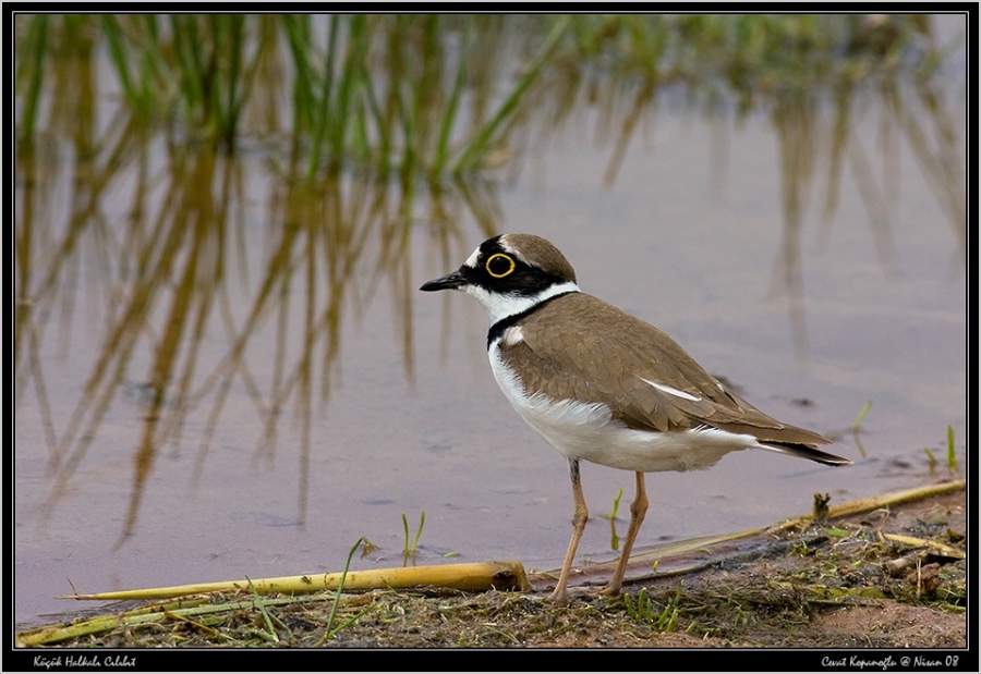 Halkalı küçük cılıbıt