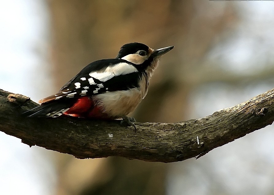 Orman alaca ağaçkakanı