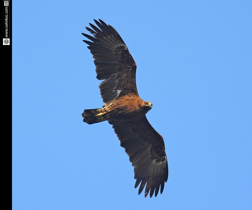 Büyük orman kartalı