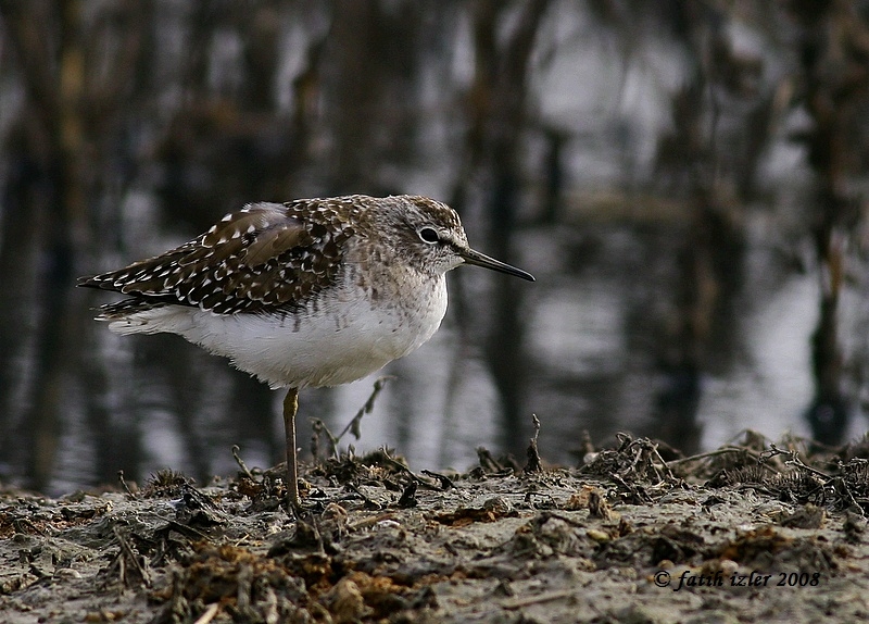 Orman düdükçünü