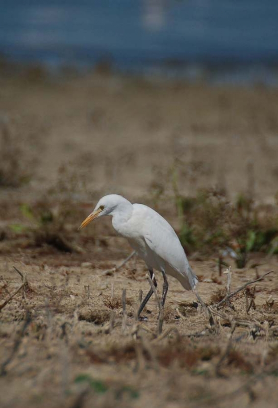 Sığır balıkçılı