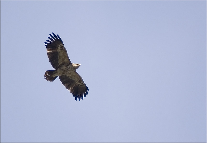 Küçük orman kartalı