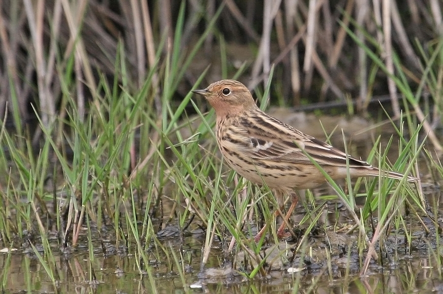 Kızılgerdanlı incirkuşu