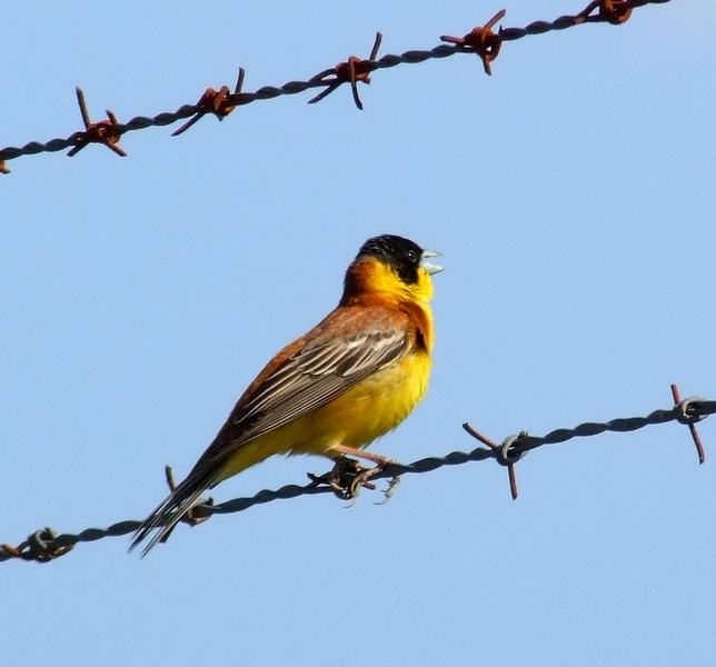 Karabaşlı kirazkuşu