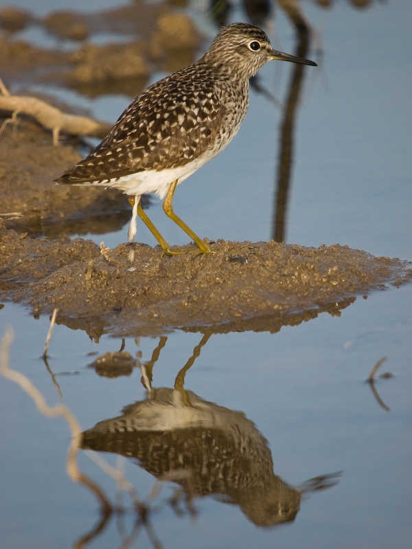 Orman düdükçünü