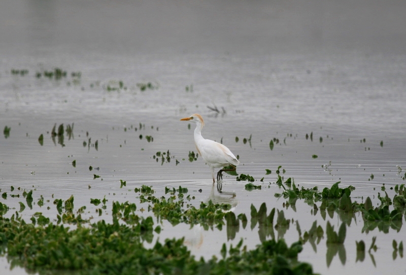 Sığır balıkçılı