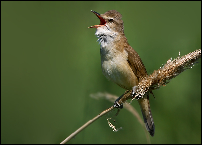 Büyük kamışçın