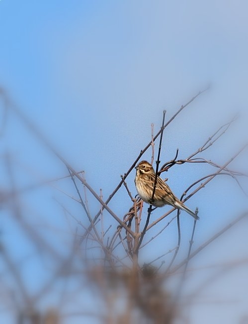 Bataklık Kirazkuşu