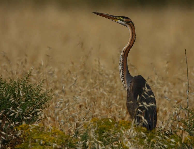 Erguvani balıkçıl