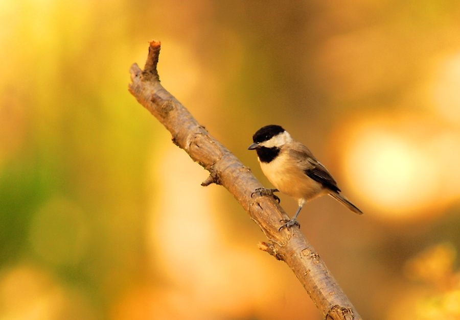 Akyanaklı baştankara