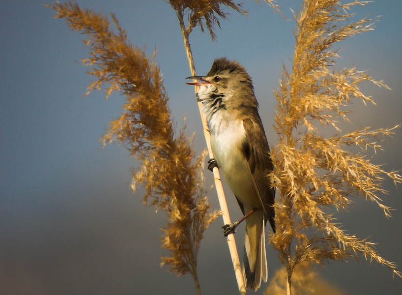Büyük kamışçın