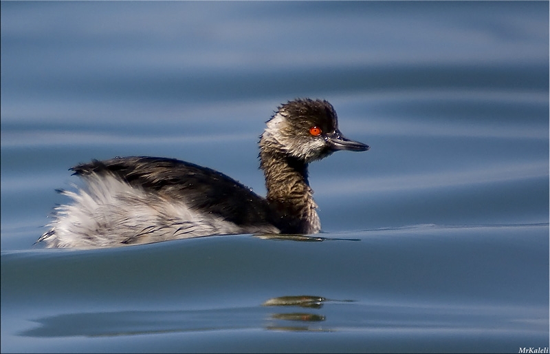 Karaboyunlu batağan