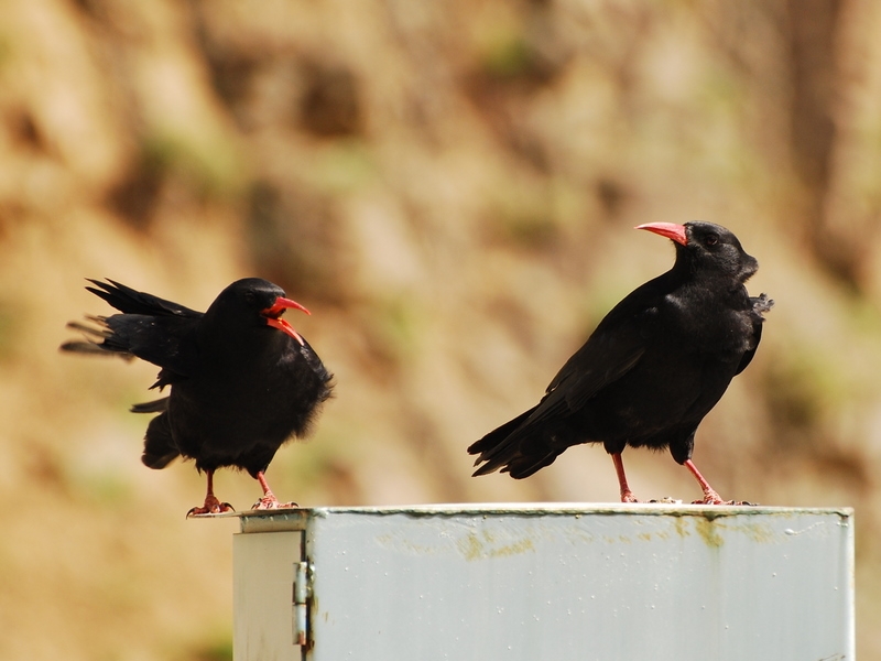 Kırmızıgagalı dağ kargası