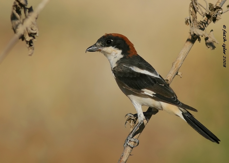 Kızılbaşlı örümcekkuşu
