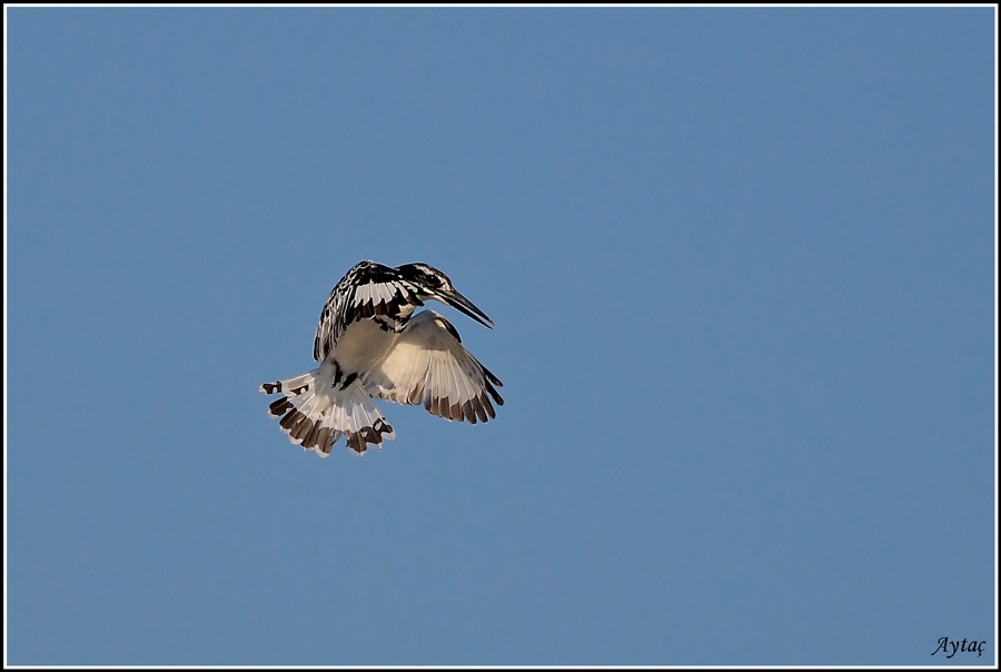 Alaca yalıçapkını
