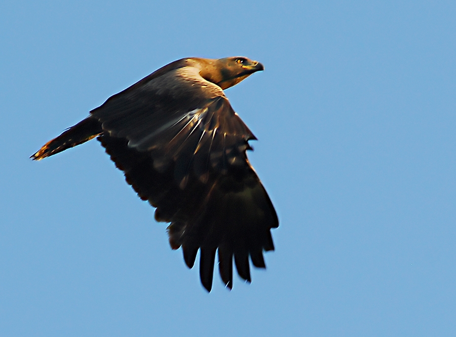 Küçük orman kartalı