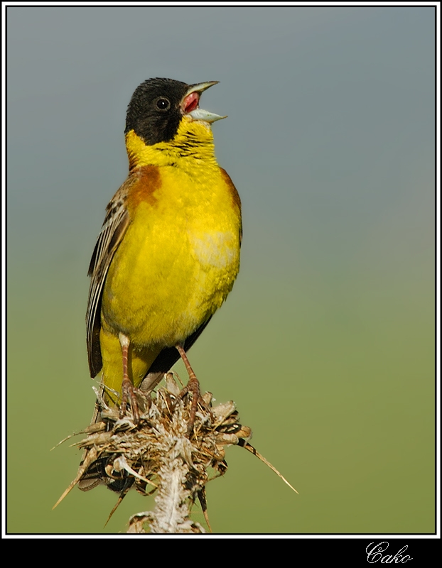 Karabaşlı kirazkuşu