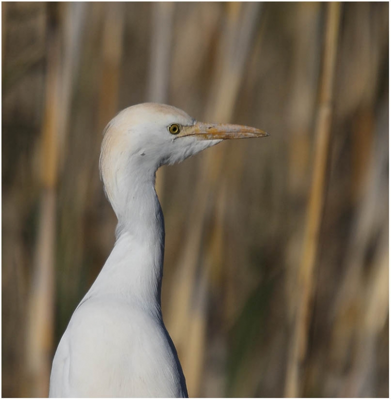 Sığır balıkçılı