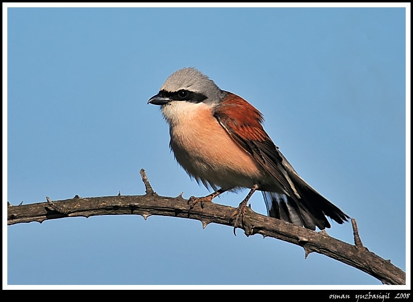 Kızılsırtlı örümcekkuşu