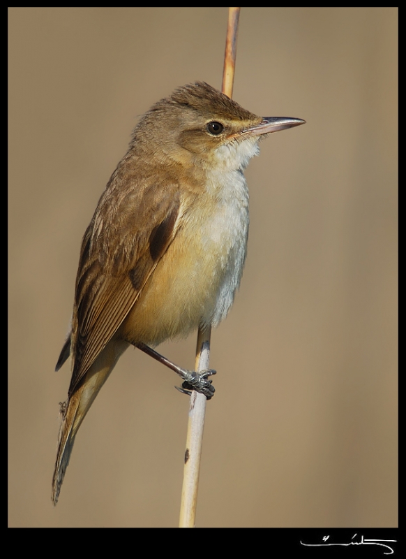 Büyük kamışçın