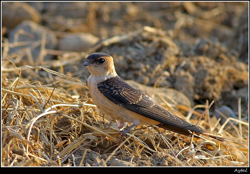 Kızıl kırlangıç