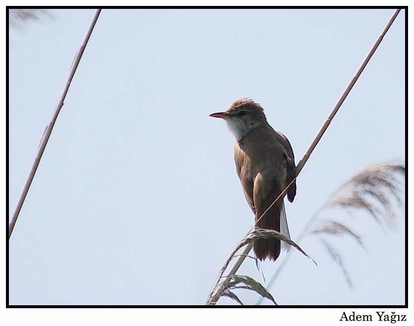 Büyük kamışçın