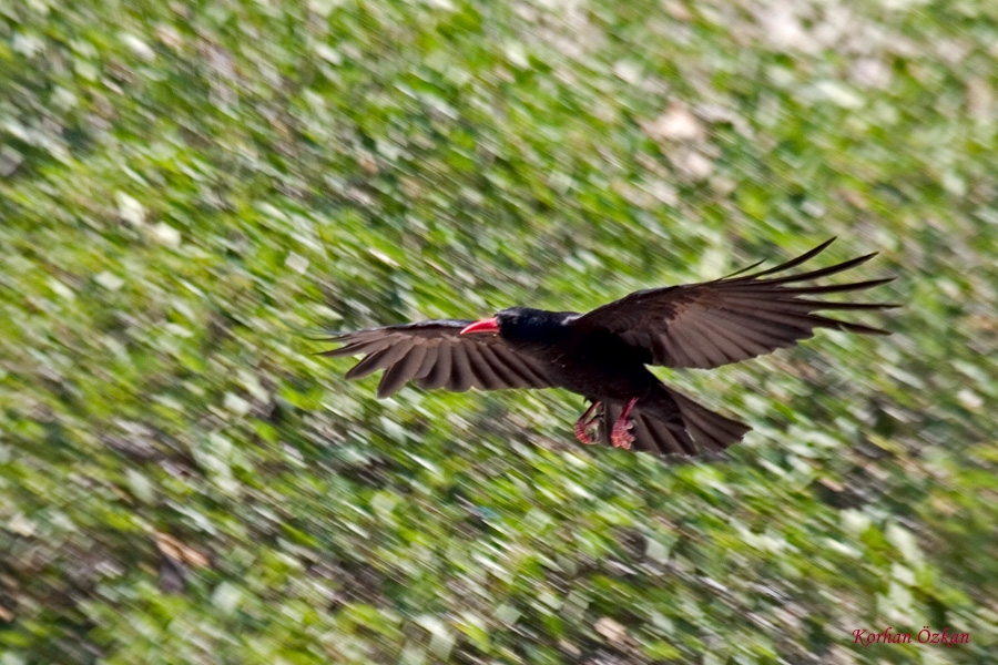 Kırmızıgagalı dağ kargası