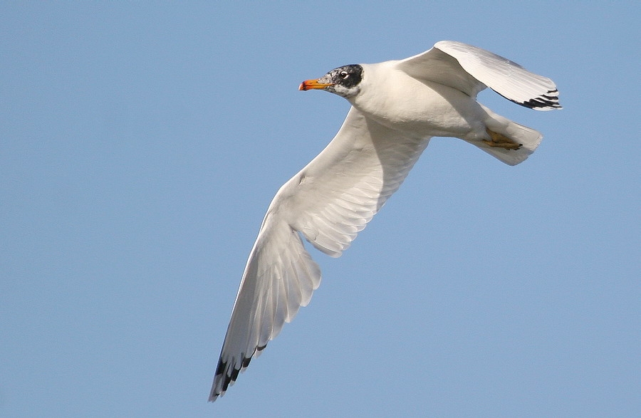 Büyük karabaş martı