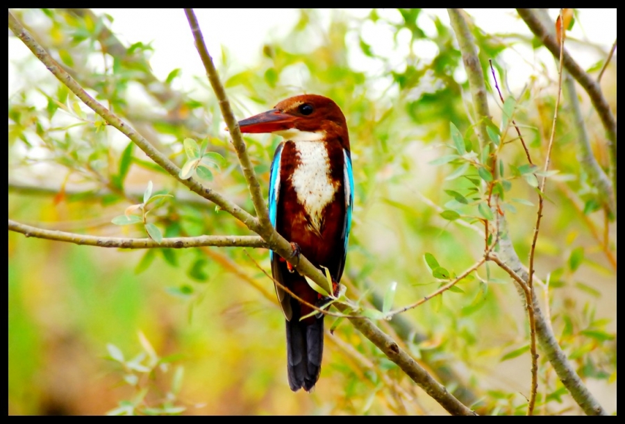 İzmir yalıçapkını